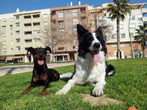 Perros de Lucía Machuca