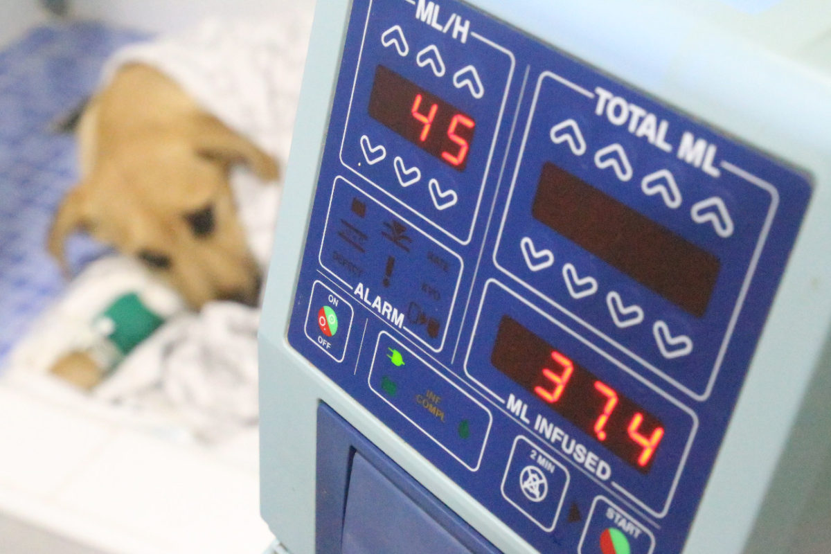 Servicios Veterinarios 1