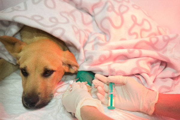 Servicios Veterinarios 2