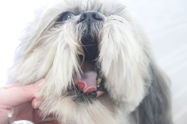 Servicios Veterinarios 3