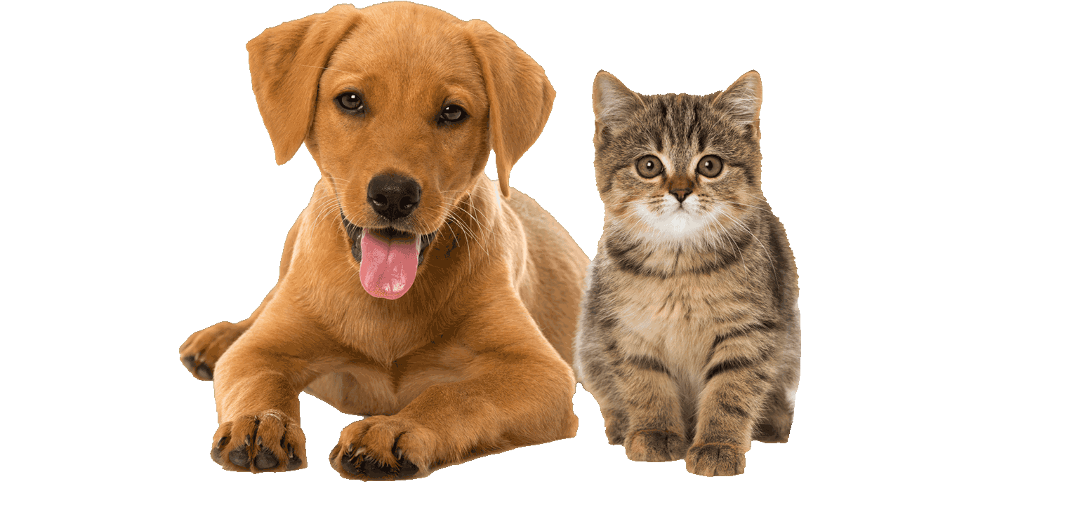 Portada ParaPequeños